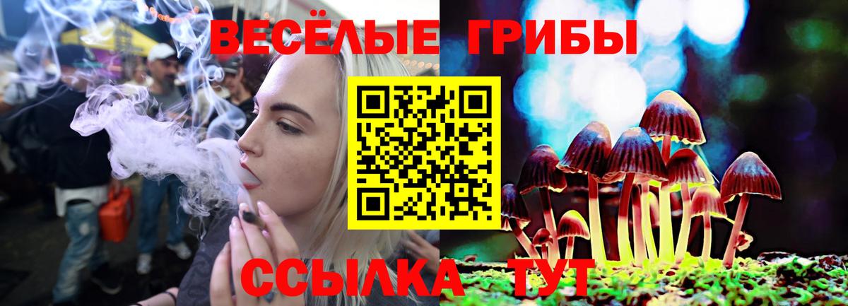 Галлюциногенные грибы Psilocybine cubensis Сыктывкар